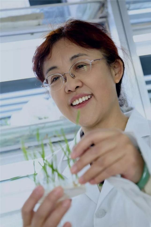 竖版小麦.png